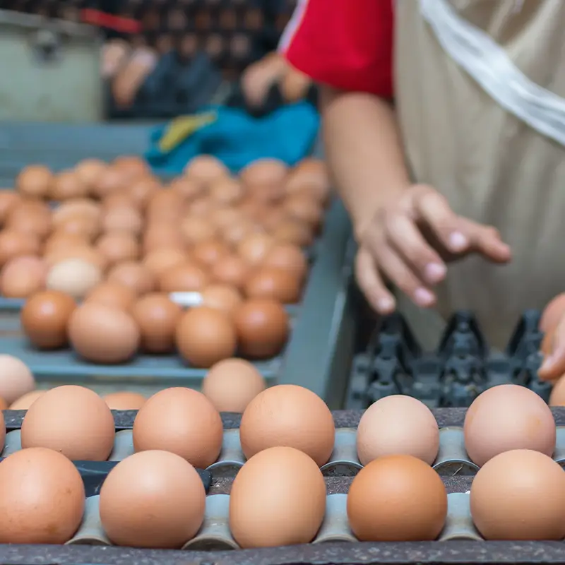 ElstoSmartSolutions-Blog-Hoe-lost-robotisering-het-arbeidstekort-in-de-pluimveesector-op-800×800-00