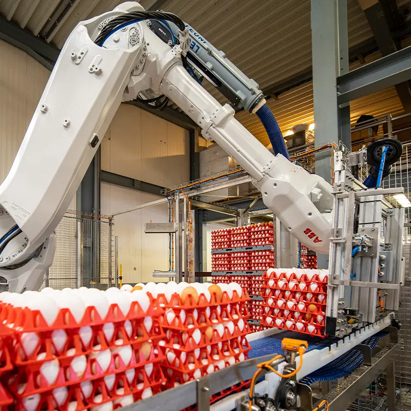 ElstoSmartSolutions-Blog-Welke-handeling-automatiseer-je-als-eerste-bij-een-pluimveehouder-800×800-00