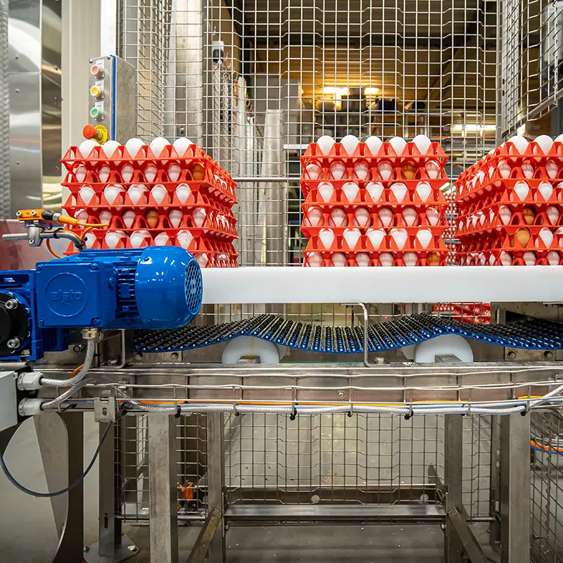 ElstoSmartSolutions-Blog-automatisering-in-de-eierbrekerij-800×800-00